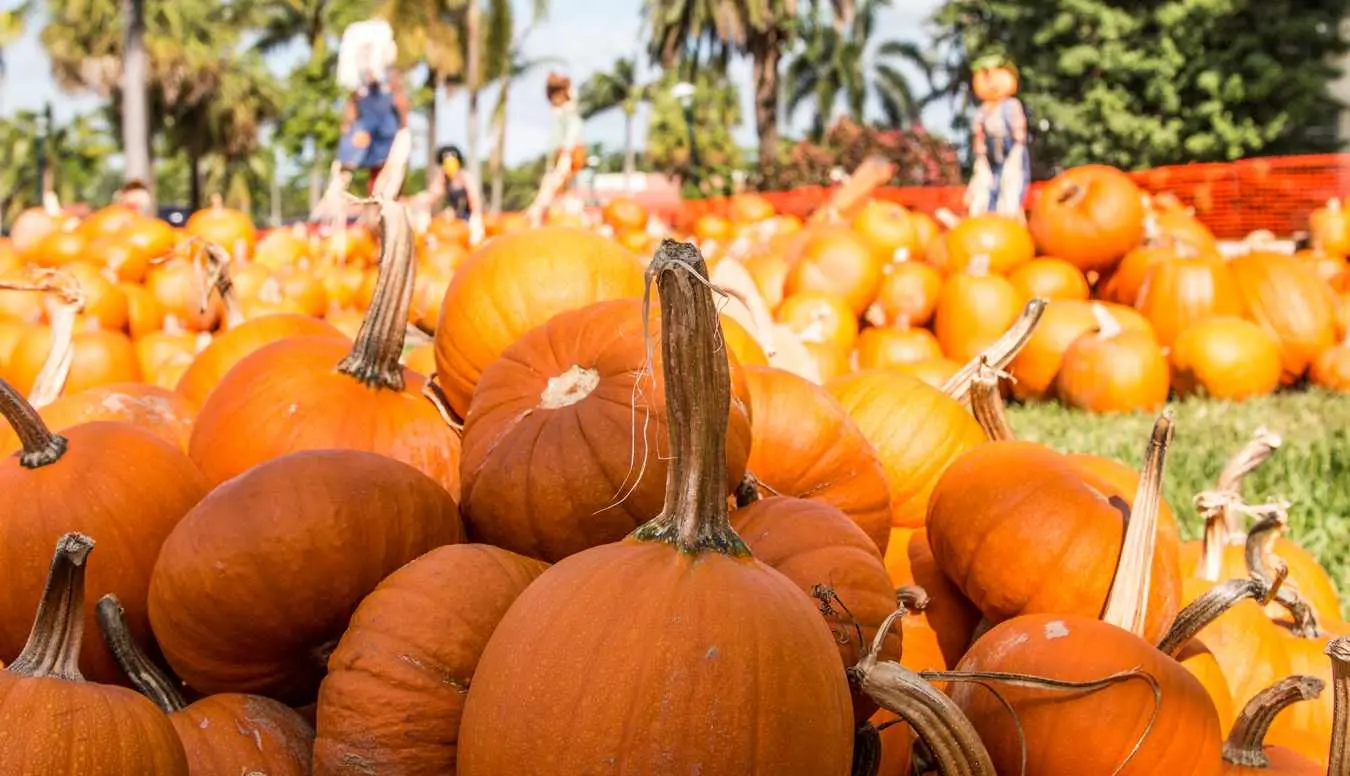 A closeup of pumpkins at a pumpkin patch.