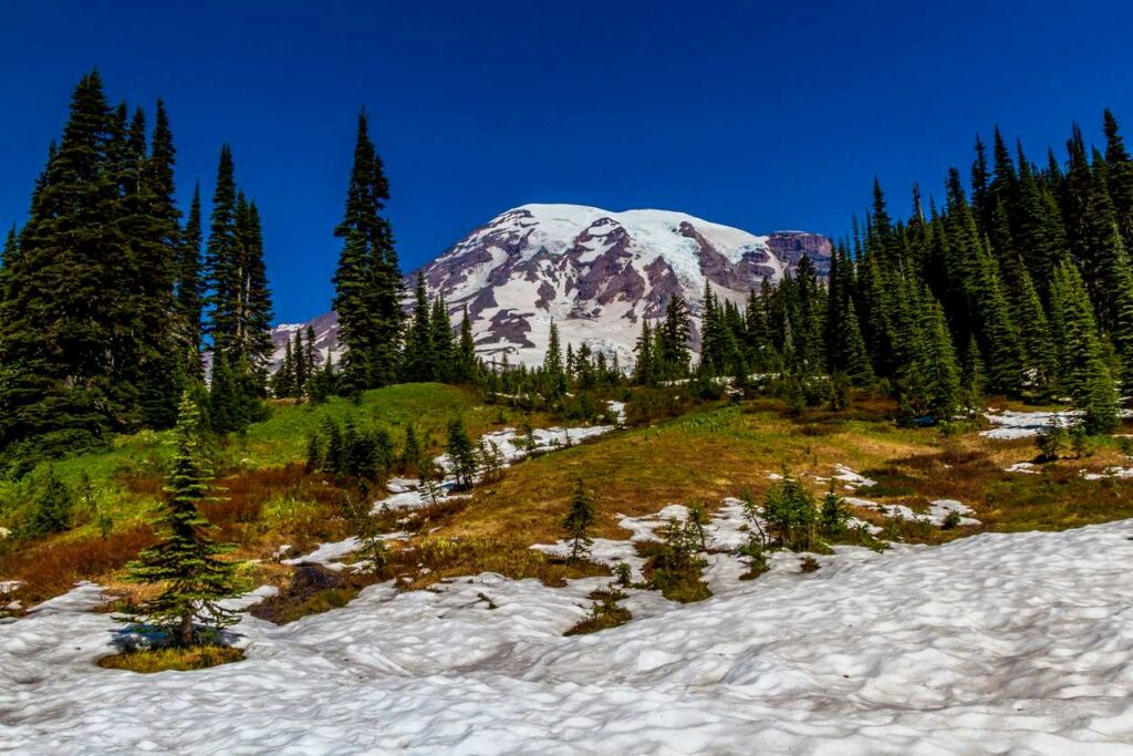 A gorgeous view of snow-covered Mount Rainier with evergreen trees.