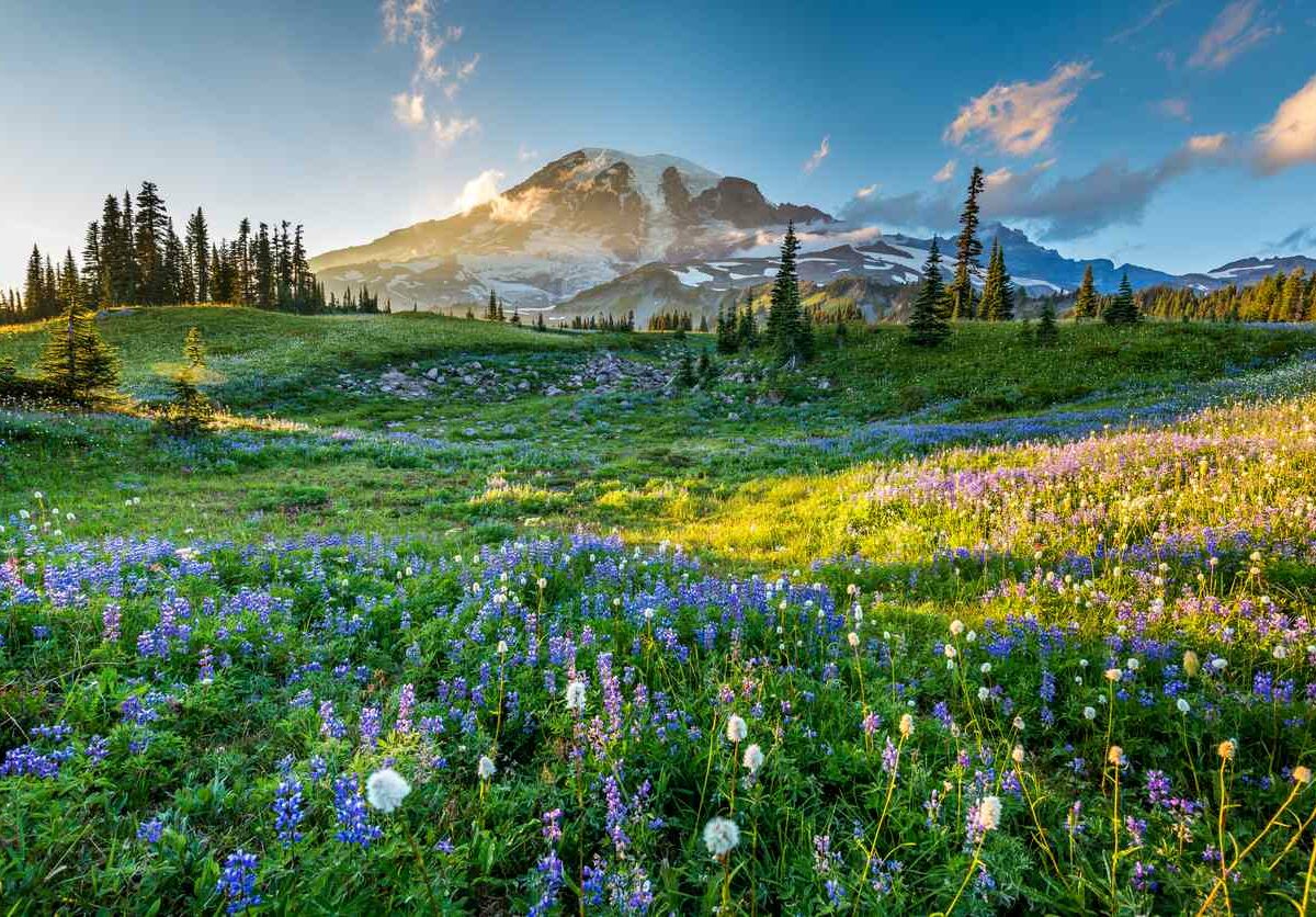 Wildflowers in the grass with a background of Mount Rainier National Park.