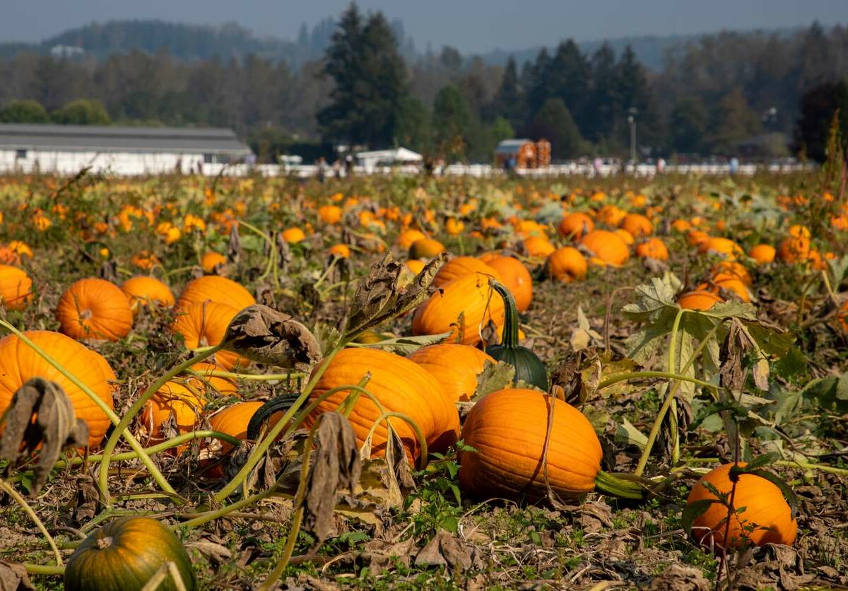 People in the distance looking for their perfect pumpkin or gourd at a pumpkin patch in Carnation, WA.