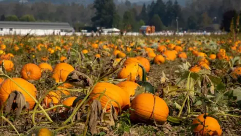 People in the distance looking for their perfect pumpkin or gourd at a pumpkin patch in Carnation, WA.