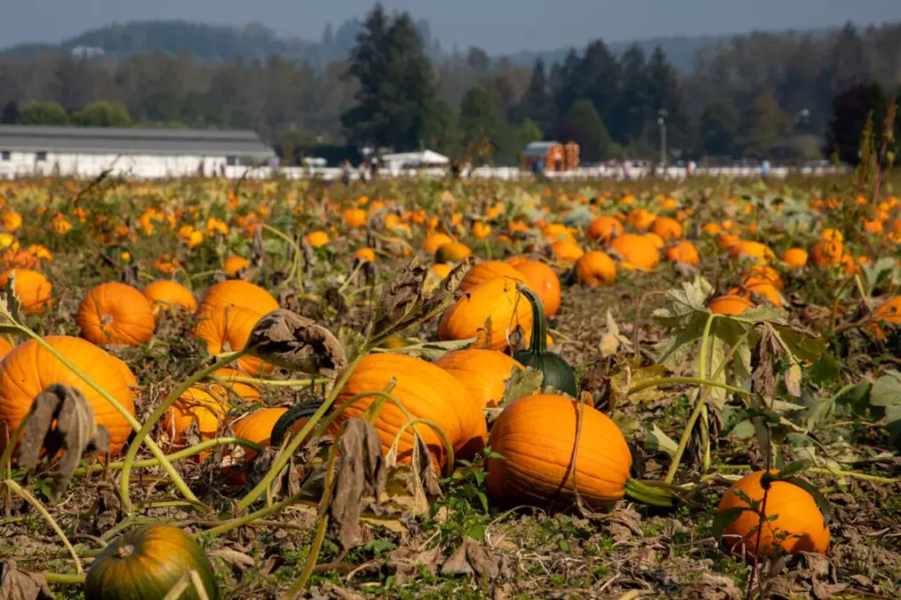 People in the distance looking for their perfect pumpkin or gourd at a pumpkin patch in Carnation, WA.