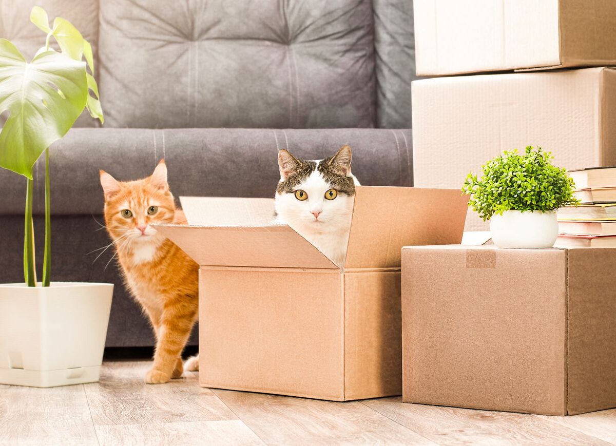An orange cat and a white and grey who are surrounded by cardboard boxes. The white and gray one is inside a cardboard box.