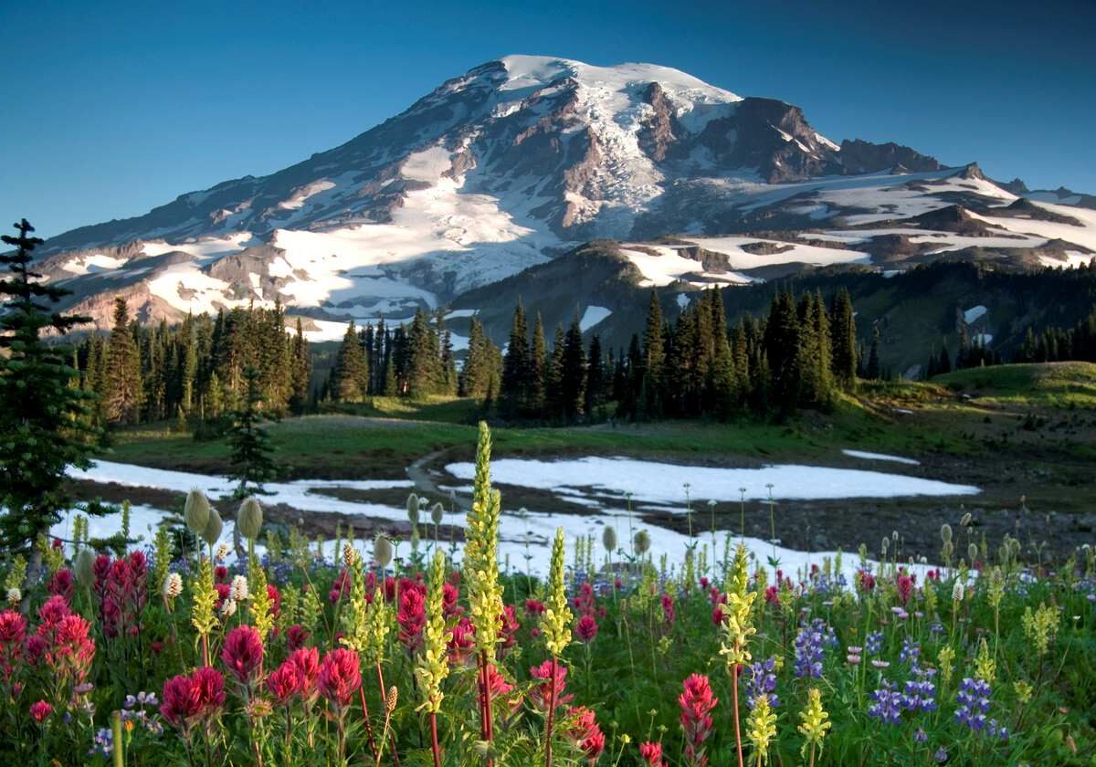 Paradise Ridge at Mount Rainier National Park with wildflowers in bloom and snow-capped peaks.