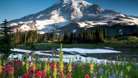 Paradise Ridge at Mount Rainier National Park with wildflowers in bloom and snow-capped peaks.