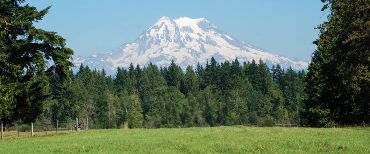 Snow-capped Mount Rainier stands in the distance against a blue sky, behind coniferous trees and a grassy field.