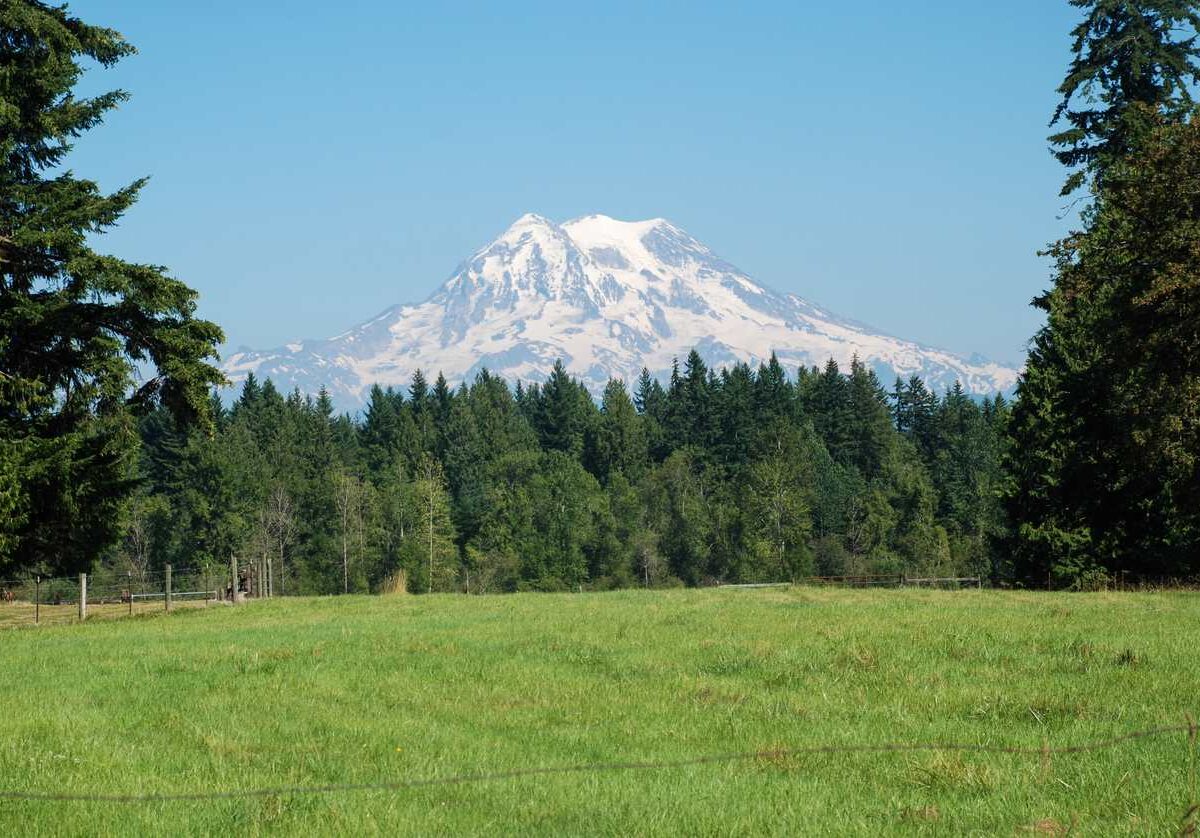Snow-capped Mount Rainier stands in the distance against a blue sky, behind coniferous trees and a grassy field.