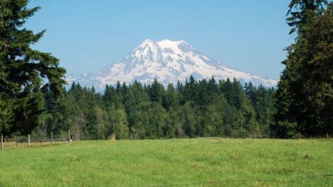 Snow-capped Mount Rainier stands in the distance against a blue sky, behind coniferous trees and a grassy field.